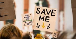 Abelha vira a 1ª influenciadora de insetos para salvar sua espécie