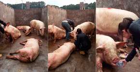 Carreta que transportava porcos tomba e animais precisam de ajuda