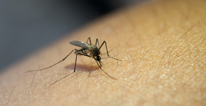 Então é por isso que os mosquitos picam algumas pessoas mais do que outras