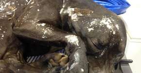 Foto: (Imagem sem texto alternativo disponivel ID [1094875])