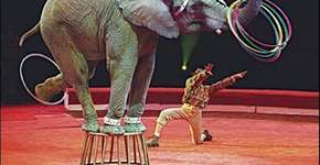 Câmara pode votar proibição de animais em circos no Brasil