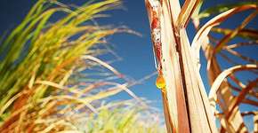 Papel sulfite é produzido com fibra da cana de açúcar