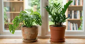 Foto: (Imagem sem texto alternativo disponivel ID [2771230])