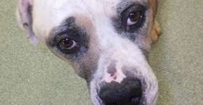 Cadela fica deformada após ser forçada a ter muitos filhotes