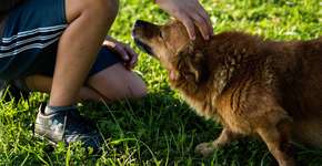 O que significa acariciar cachorros na rua, segundo a psicologia