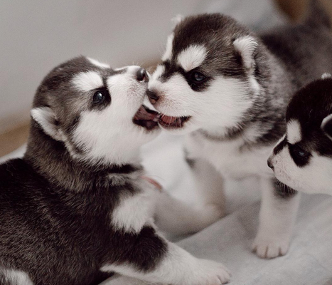 Fotógrafa registra cães da raça husky siberiano