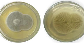 Foto: (reprodução/Fiocruz)