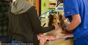 Estudante de veterinária salva cão da morte induzida no último minuto