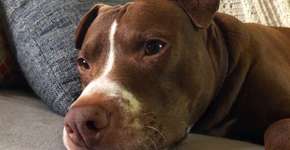 Policial atira e mata cachorro que latiu para defender tutor