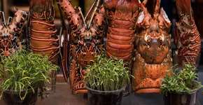 Confira quatro experiências 5 estrelas que cabem no bolso