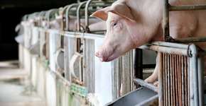 Foto: (Aumsama Foto)