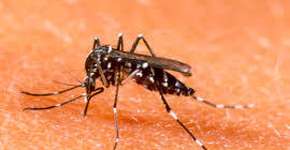 App ajuda a denunciar foco de mosquito da dengue