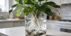 Foto: (Imagem sem texto alternativo disponivel ID [2683168])