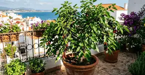 Foto: (Imagem sem texto alternativo disponivel ID [2762465])