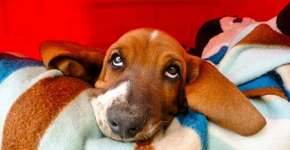 Dicas para deixar sua casa saudável nos dias mais frios