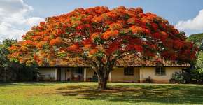 Foto: (Imagem sem texto alternativo disponivel ID [2710594])