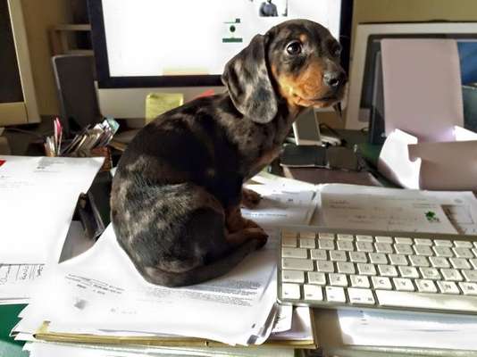 Reprodução Bored Panda