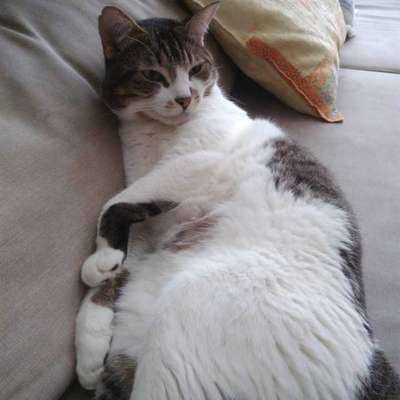 Veja alguns dos cães e gatos que já estão participando do #MostreABarriguinha!