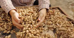 Comer amendoim pode reduzir risco de depressão