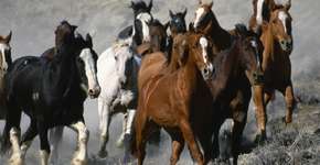 Foto: (Imagem sem texto alternativo disponivel ID [1030324])