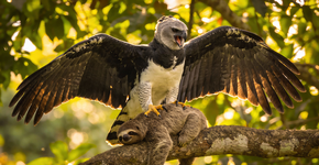 Foto: (Imagem sem texto alternativo disponivel ID [2694787])