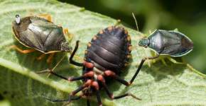 Foto: (Imagem sem texto alternativo disponivel ID [205747])