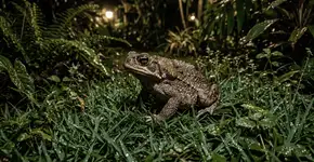 Foto: (Imagem sem texto alternativo disponivel ID [2760076])