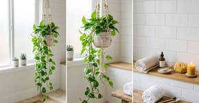 Para que serve colocar jiboia no alto do banheiro e como cuidar para ela nunca queimar as pontas das folhas com o vapor do chuveiro