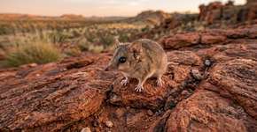 Biólogos não acreditam na última descoberta de uma espécie minúscula que pesa apenas 3 gramas: “Cabeça achatada, cauda peluda e o peso de um cubo de açúcar”
