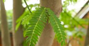 Foto: (Getty Images/iStockphoto)