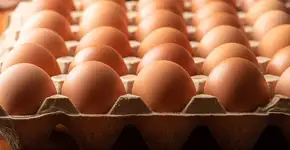 É seguro comer ovos todos os dias? Novo estudo traz uma resposta surpreendente