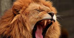 Leões podem estar extintos até 2031, alerta entidade