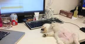 10 fotos que provam que filhotes dormem em qualquer lugar