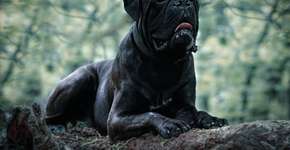 7 raças de cachorro grandes e pretas 