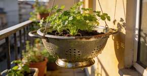 Foto: (Imagem sem texto alternativo disponivel ID [2700383])