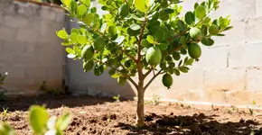 Foto: (Imagem sem texto alternativo disponivel ID [2674206])