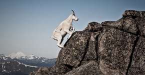 Oráculo literário: 5 dicas para o horóscopo da lunação de capricórnio