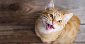 Foto: (Imagem sem texto alternativo disponivel ID [2690943])