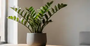 Foto: (Imagem sem texto alternativo disponivel ID [2743884])