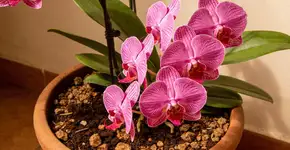 Foto: (Imagem sem texto alternativo disponivel ID [2707478])