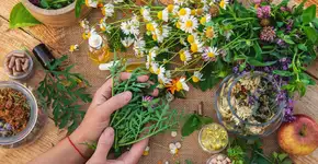 5 plantas medicinais para cultivar em casa