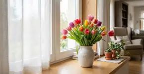 Na Holanda, para a tulipa durar anos: o macete não é a quantidade de água, mas nunca deixar o vaso no sol direto