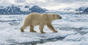 Embora o gelo do Ártico esteja desaparecendo mais rápido do que nunca, cientistas estão descobrindo que os ursos polares na Noruega estão ficando mais gordos e saudáveis