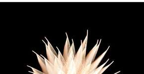 Foto: (Imagem sem texto alternativo disponivel ID [552555])