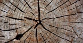 Foto: (Imagem sem texto alternativo disponivel ID [268013])