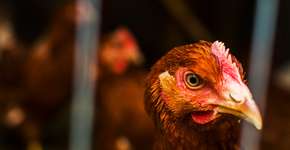 Foto: (mariis/istock)