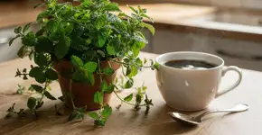 Foto: (Imagem sem texto alternativo disponivel ID [2687655])