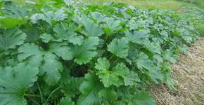 Foto: (Imagem sem texto alternativo disponivel ID [2188207])