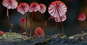 Foto: (Imagem sem texto alternativo disponivel ID [739041])