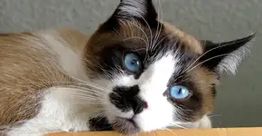 Sialata: fotos que vão derreter seu coração